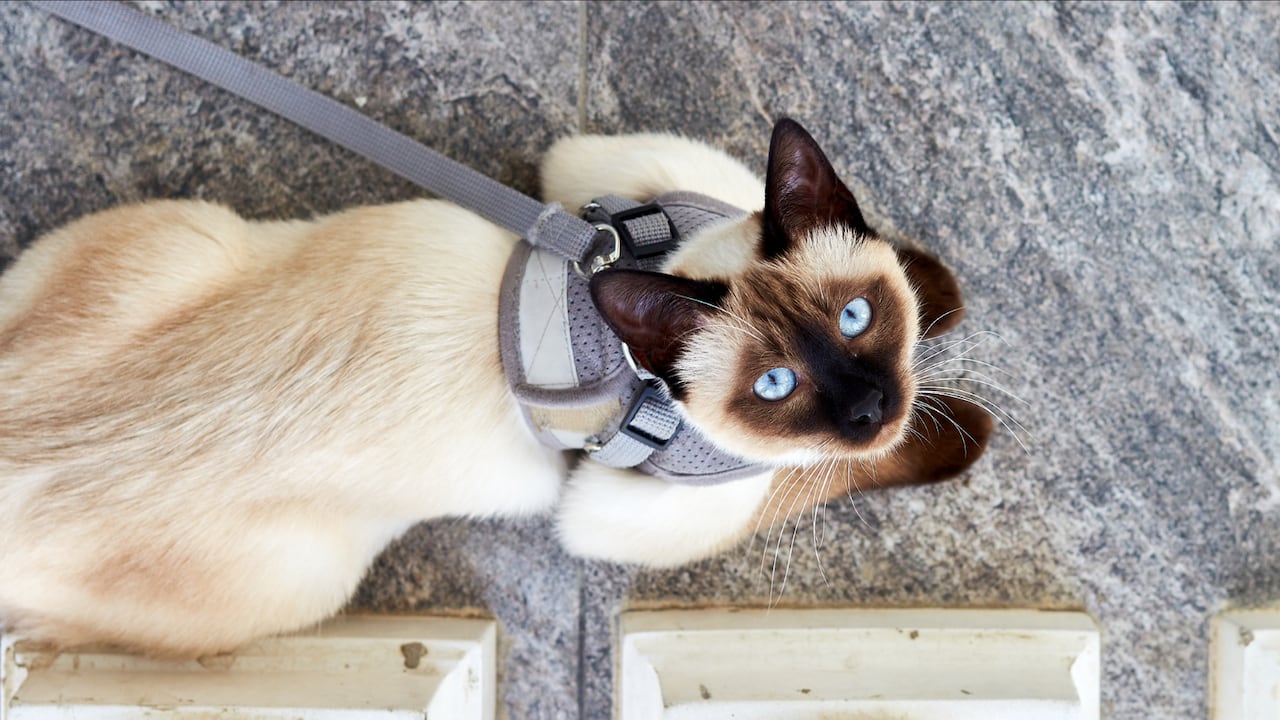 Así como sus precios, la alimentación no puede ser como la de un gato común.