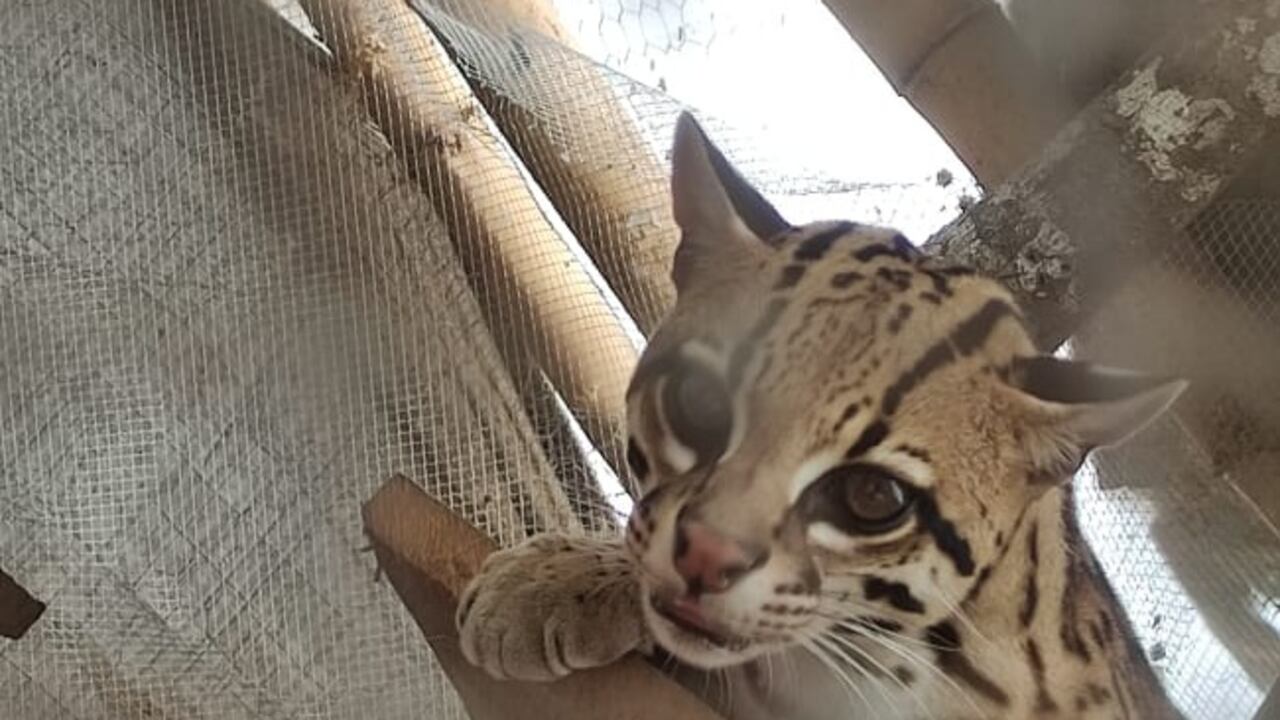 Este ocelote hembra estaba encerrado en una jaula de 2.5 metros de longitud.