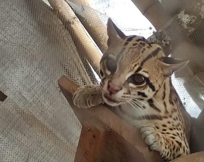 Este ocelote hembra estaba encerrado en una jaula de 2.5 metros de longitud.