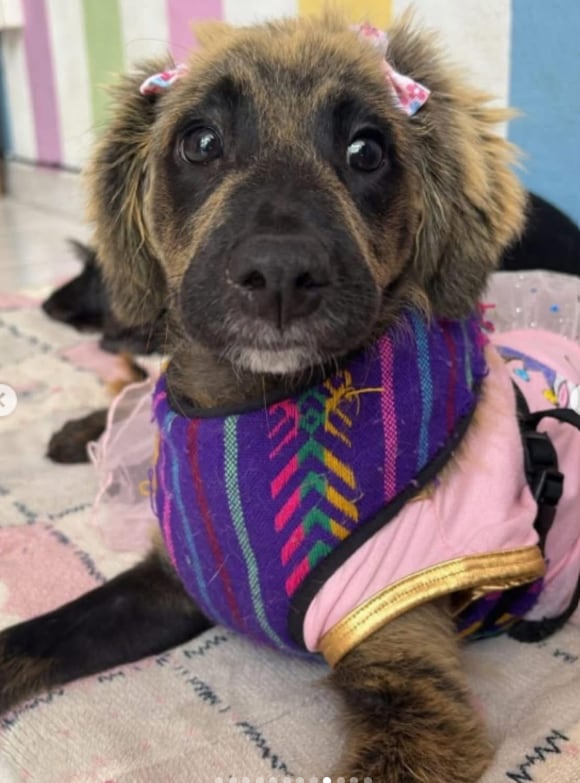 El avance en su estado de salud permitió que Anastasia dejara atrás las marcas más visibles del daño.