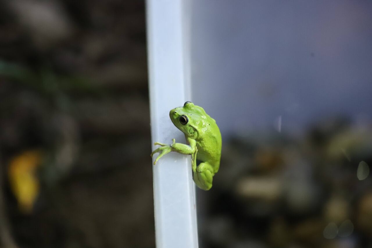 Especies liberadas en Bogotá.
