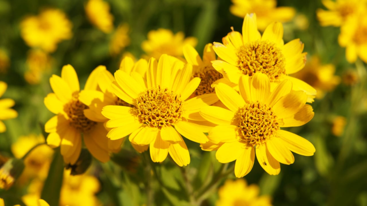 La árnica puede ayudar a fortalecer la cintura, los dolores de cadera por esfuerzos grandes o como relajante.