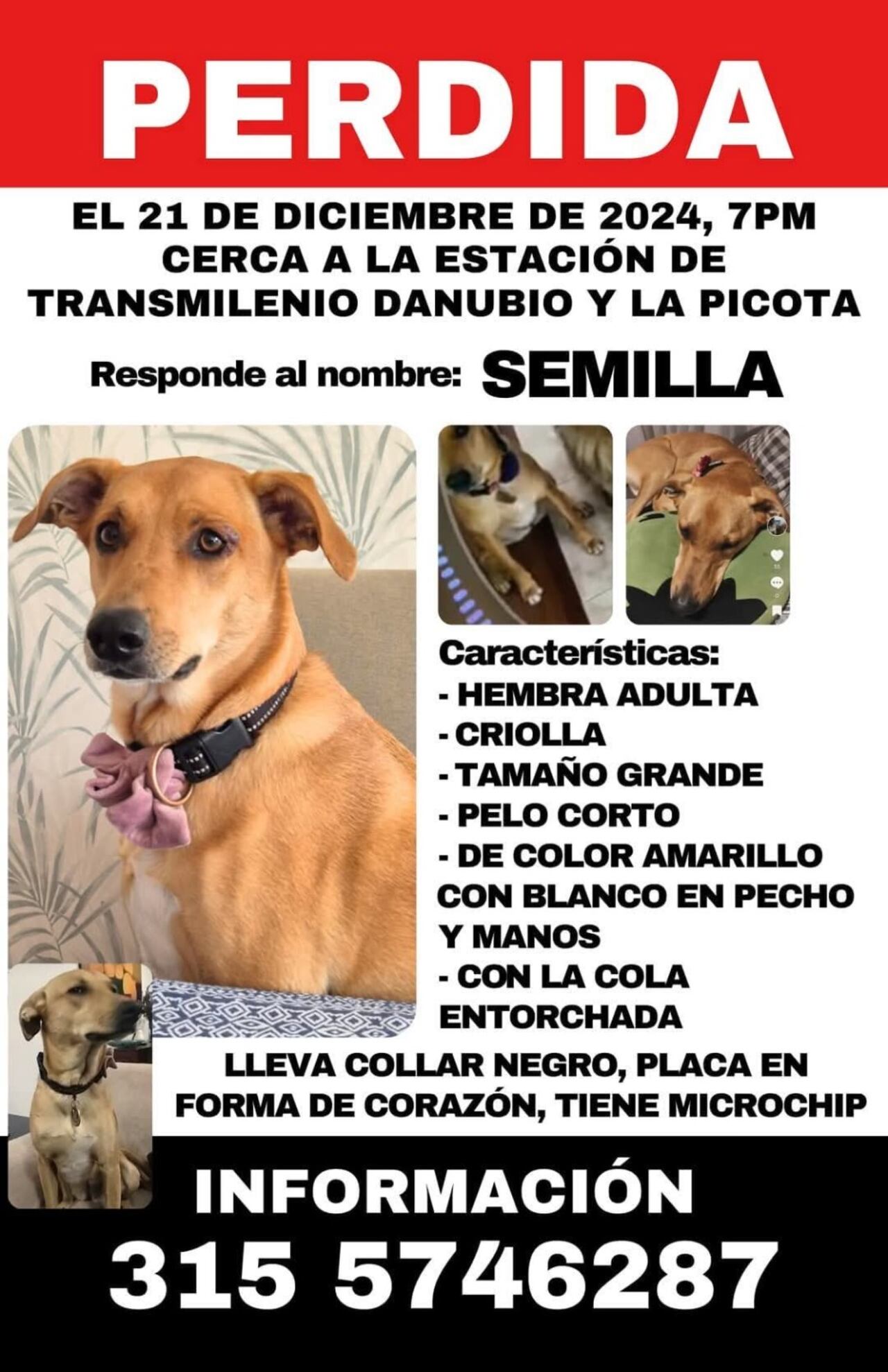 Semilla se encuentra desaparecida desde el pasado 21 de diciembre de 2024.