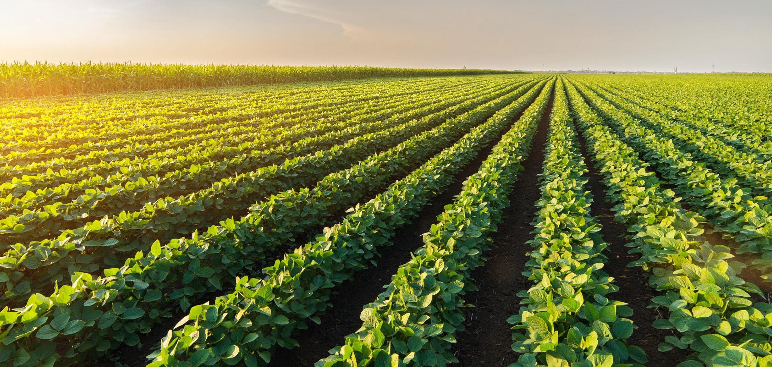 Esfuerzos de organizaciones como el Consejo de Exportación de Soya de Estados Unidos (USSEC) son importantes para consolidar un mercado con oferta de alimentos de calidad y sostenibles.