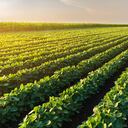 Esfuerzos de organizaciones como el Consejo de Exportación de Soya de Estados Unidos (USSEC) son importantes para consolidar un mercado con oferta de alimentos de calidad y sostenibles.