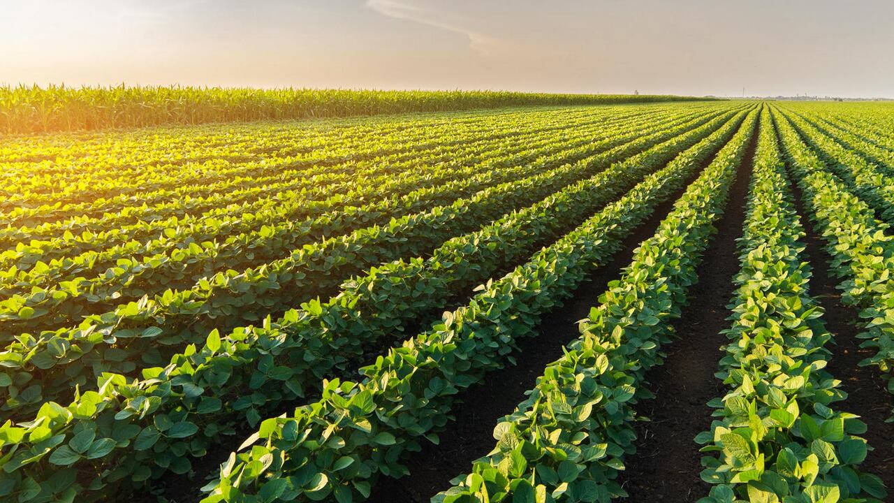 Según datos de 2021, la harina de soja fue el principal producto de exportación del país sudamericano (14,2%) y el aceite de soja, el tercero (6,9%).