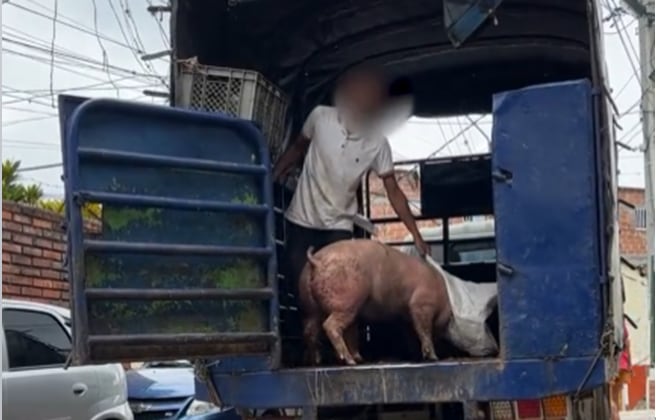 Maltrato animal en Bucaramanga.