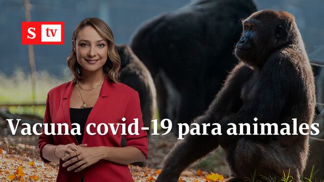 MONICA VACUNA COVID ANIMALES