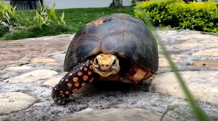 El morrocoy ahora vivirá en la Corporación  Autónoma Regional de Santander.