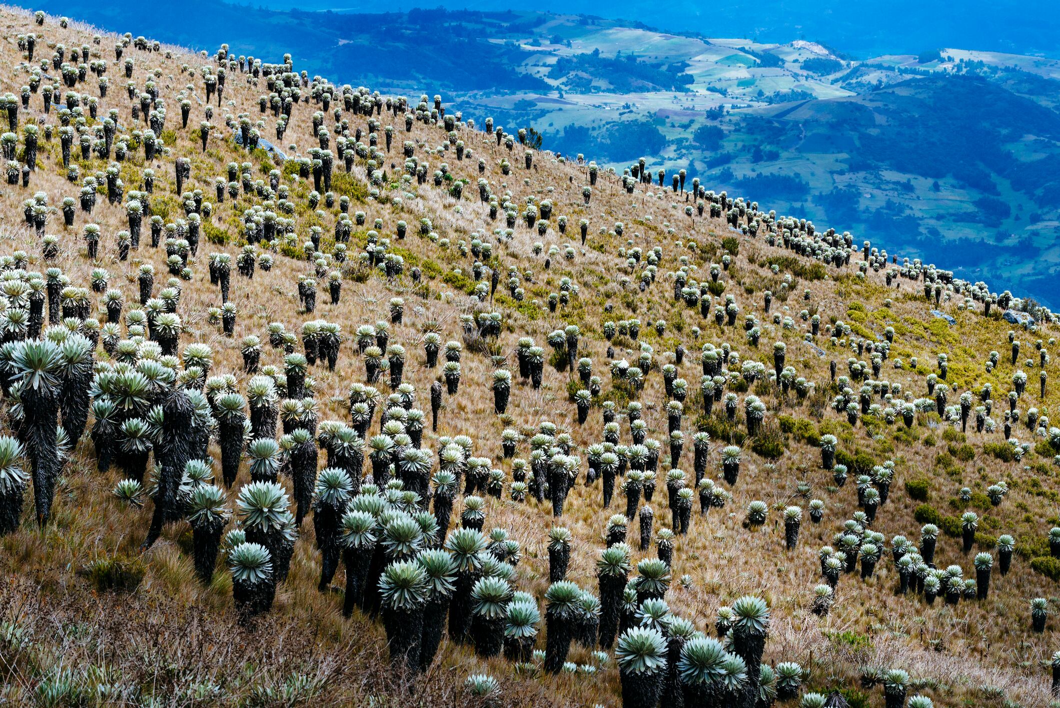 Paramo de Ocetá, en Boyacá.
