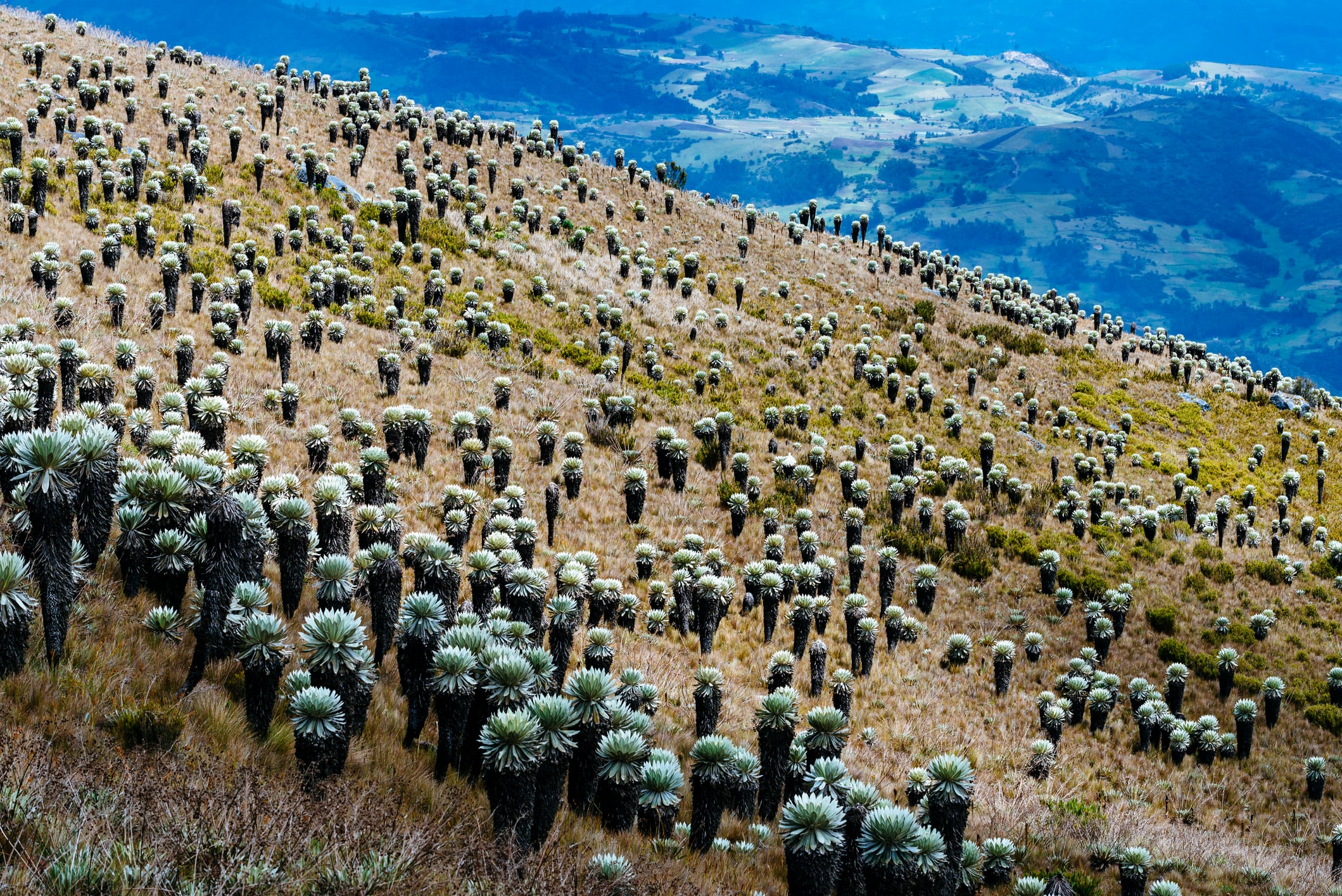 Paramo de Ocetá, en Boyacá.