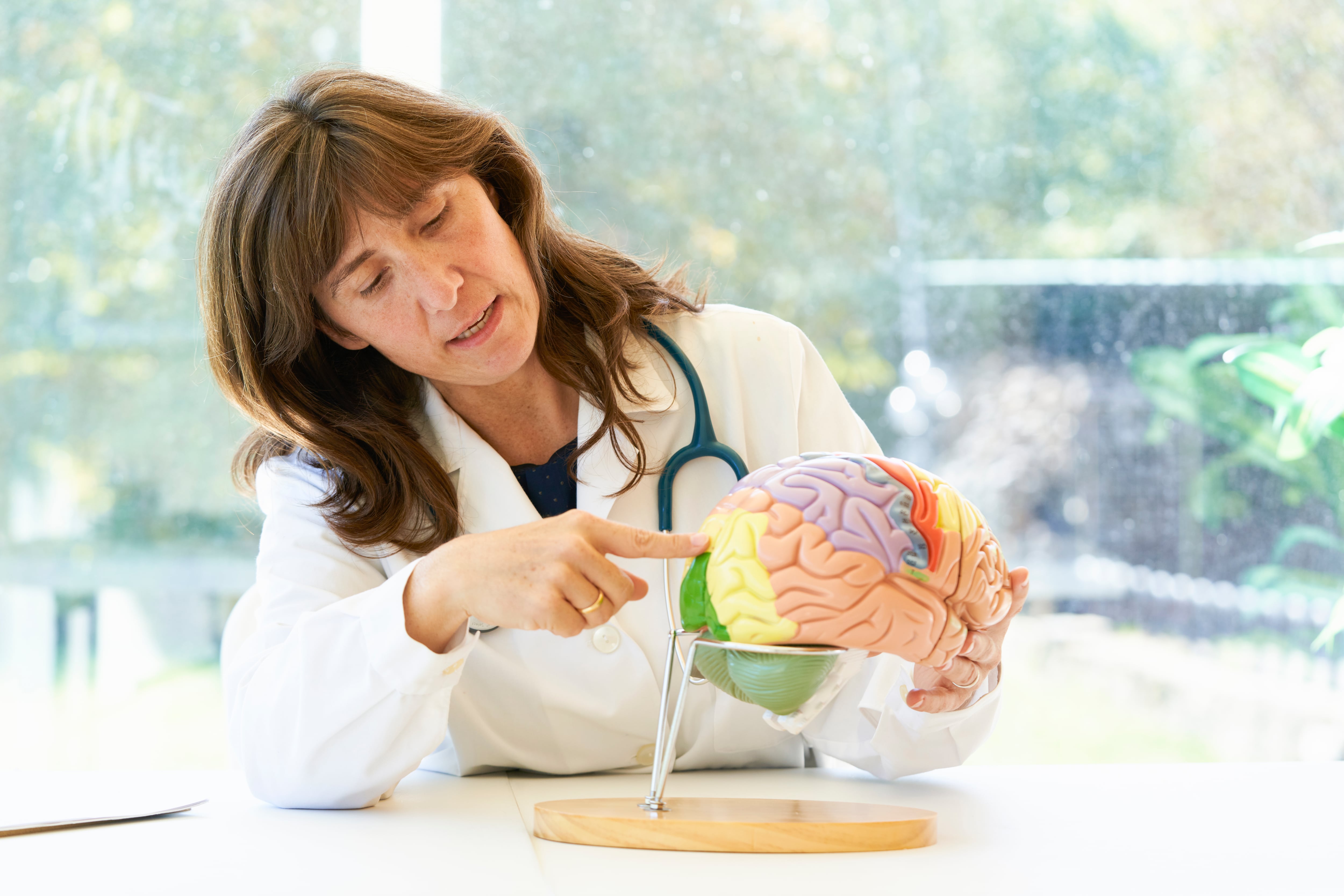 La interacción y competencia entre regiones del cerebro permite priorizar información y mejorar la memoria y la concentración.