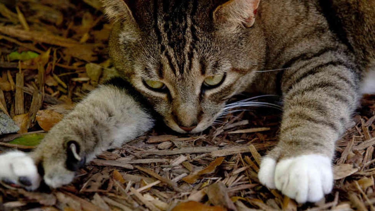 "El gato posee completa honestidad emocional, un atributo poco común en los humanos". Ernest Hemingway.