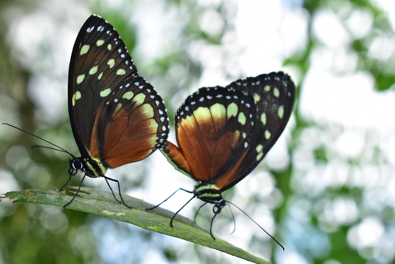 Tithorea tarricina. Pertenece a la tribu conocida como “alas de cristal” y usualmente es alimento para las aves, lagartos y artrópodos. Jardín Botánico del Quindío