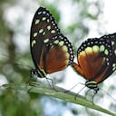 Tithorea tarricina. Pertenece a la tribu conocida como “alas de cristal” y usualmente es alimento para las aves, lagartos y artrópodos. Jardín Botánico del Quindío