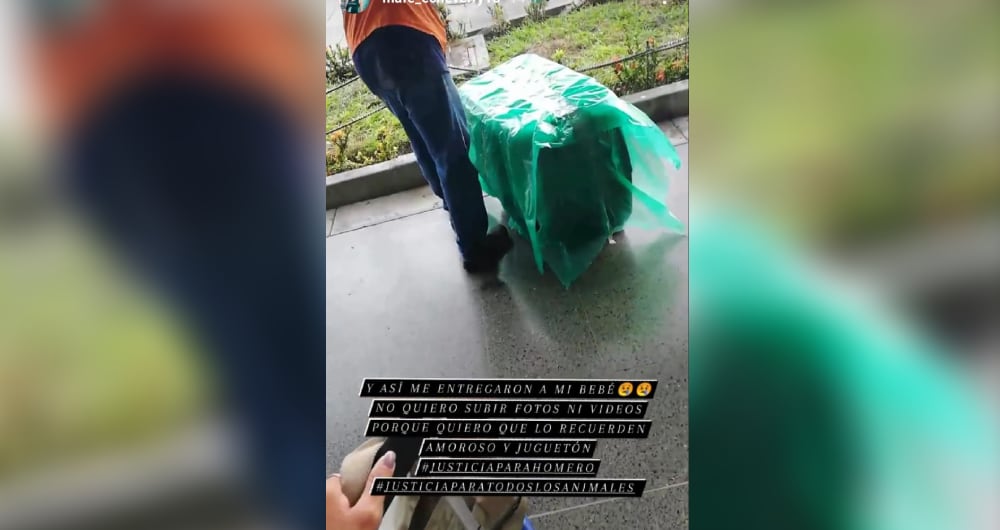 Perro polémica Easyfly