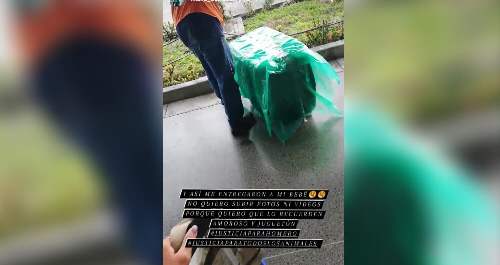 Perro polémica Easyfly