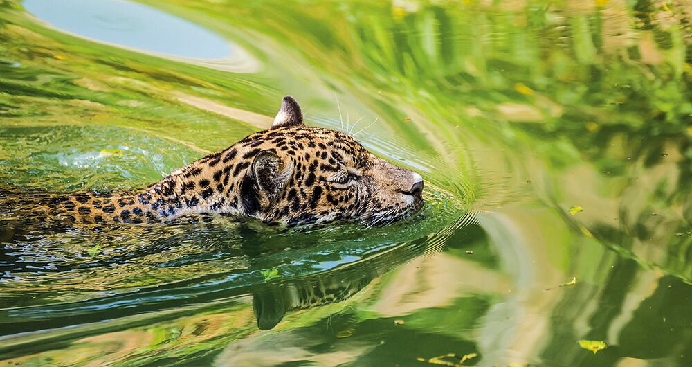 Inversión privada, al alza_4