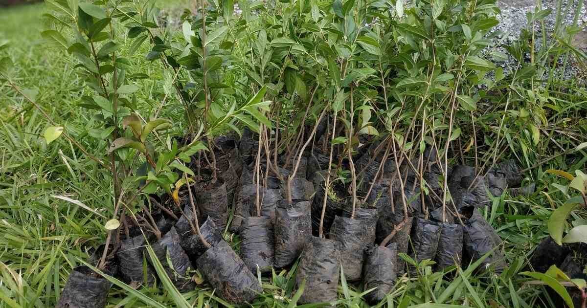 La siembra de 10 millones de árboles es el objetivo del gobierno de Jordania.