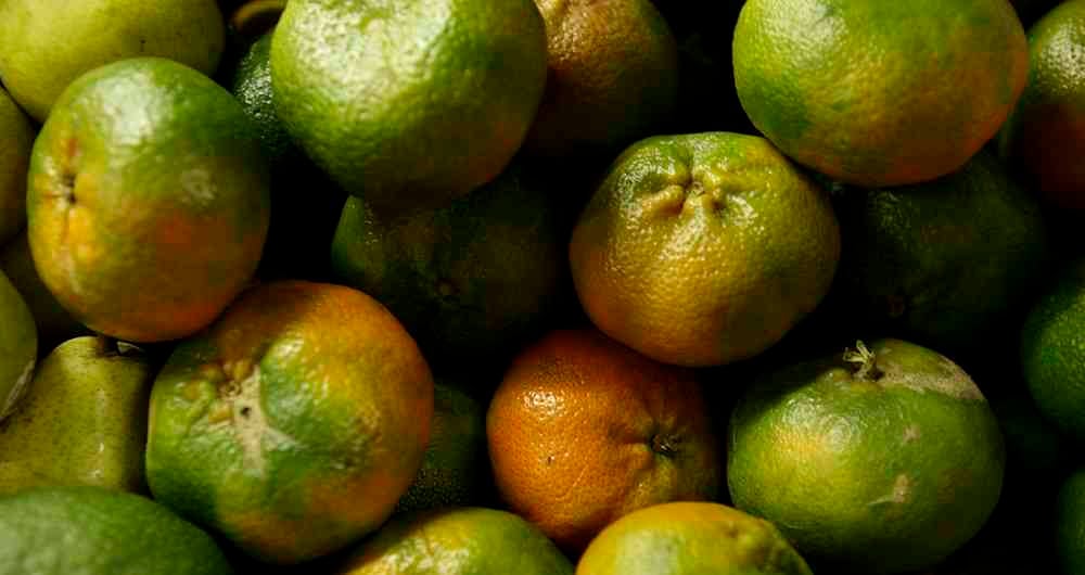 El consumo de esta fruta contribuye al buen funcionamiento de los huesos, dientes, músculos, articulaciones y algunos tejidos conectivos. - Foto: Foto archivo Semana
