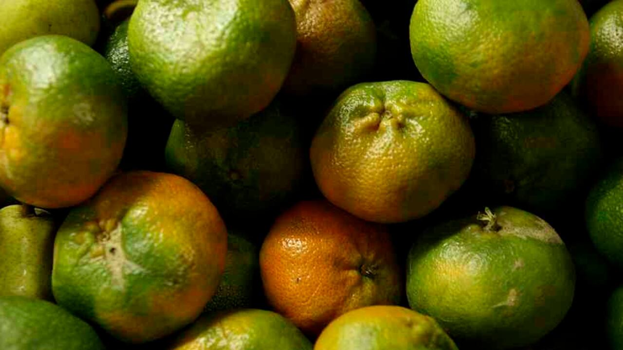 La mandarina tiene diversas propiedades que pueden ayudar a mejorar la salud.