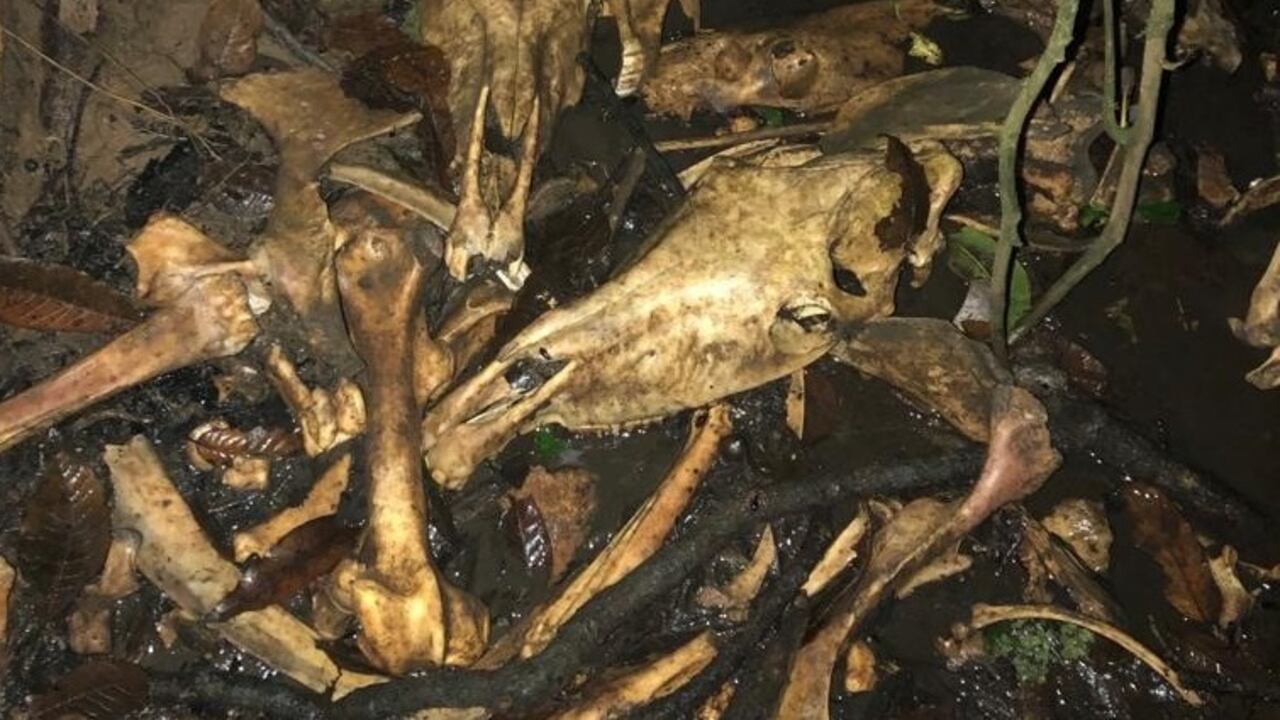 Al menos 100 caballos fueron sacrificados en el matadero clandestino encontrado en zona rural de Popayán.