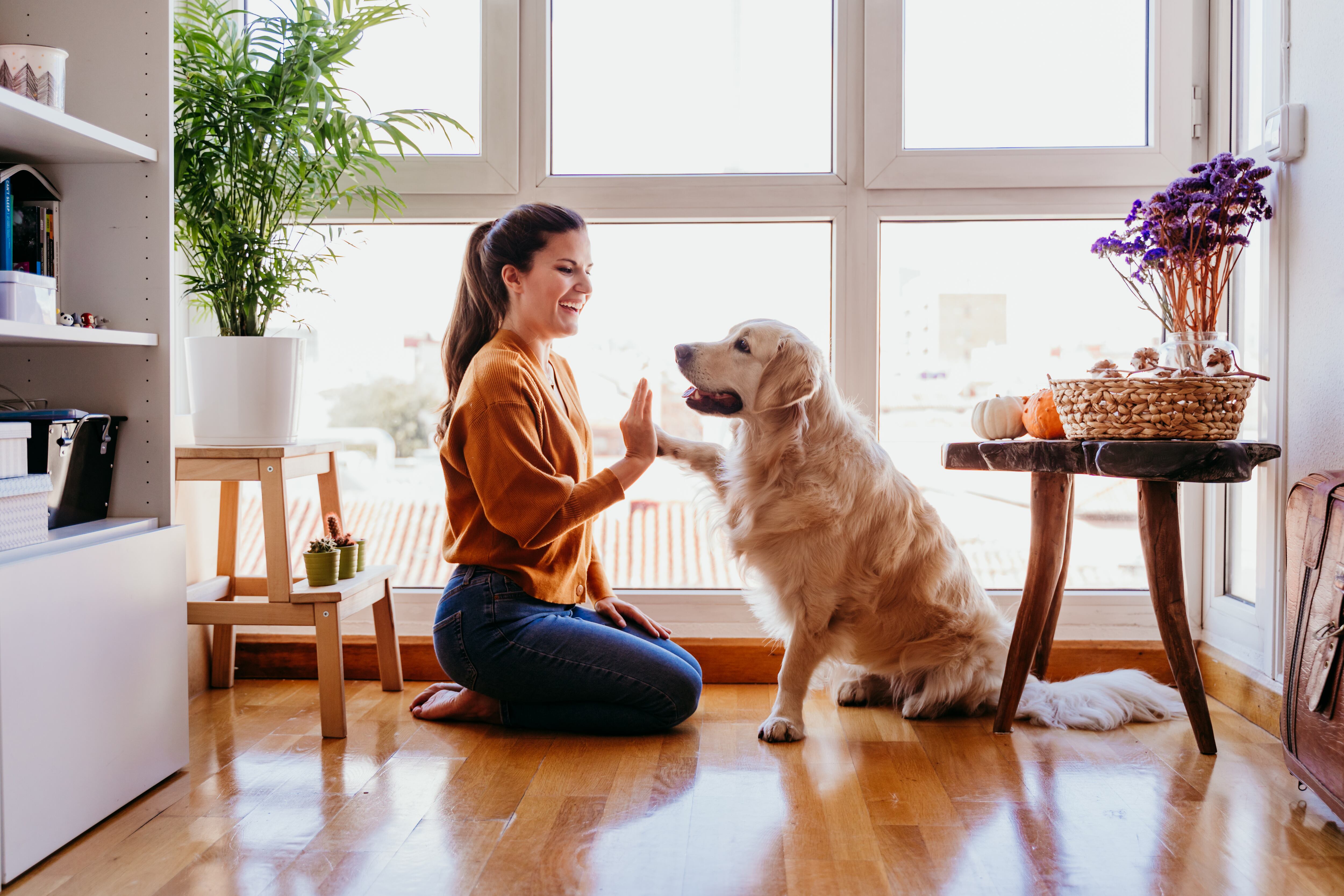 hermosa mujer choca los cinco con su adorable perro golden retriever en casa. amor por el concepto de animales. estilo de vida en el interior
