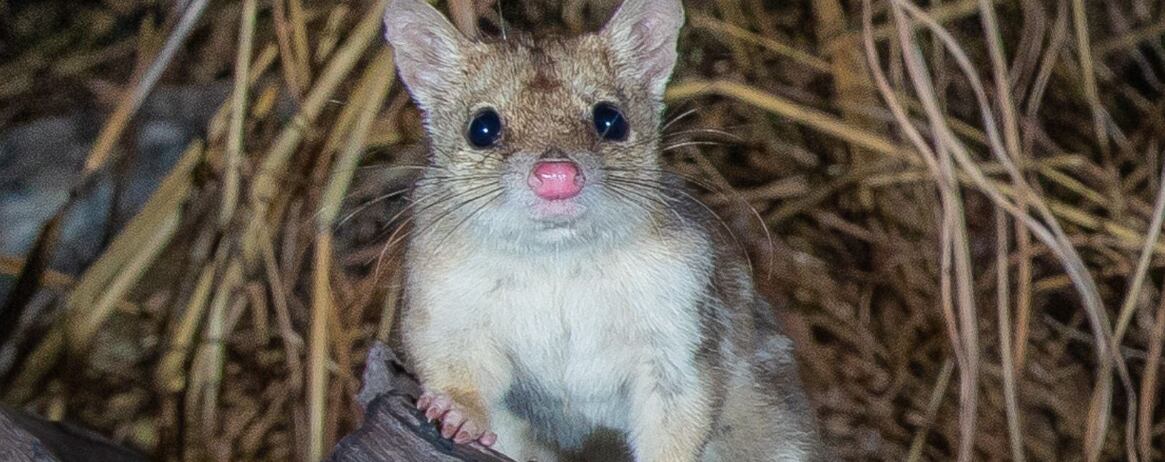 Este marsupial nocturno se convirtió en uno de los casos más preocupantes para la fauna australiana.