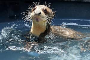 Ya hace tres meses llegó al Zoológico de Cali, una nutria bebé de especie gigante de aproximadamente un mes edad. El traslado lo lideró la Fuerza Aérea Colombiana, como un compromiso con el cuidado y preservación de la fauna.
El animal llegó procedente desde el Departamento de Arauca y fue trasladado vía aérea hasta la capital del Valle del Cauca. Mediante este trabajo articulado, hoy esta nutria, la cual es una especie en vía de extinción, estará en el Zoológico de Cali, donde biólogos, veterinarios y personal altamente capacitado estarán a cargo de su cuidado y tratamiento.