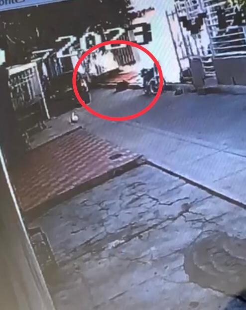 En las imágenes se ve al animal en la terraza de la casa de la vecina antes de salir corriendo adolorido.