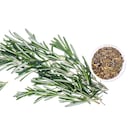 El romero es una de las plantas más recomendadas para fortalecer el cabello y cubrir las canas.