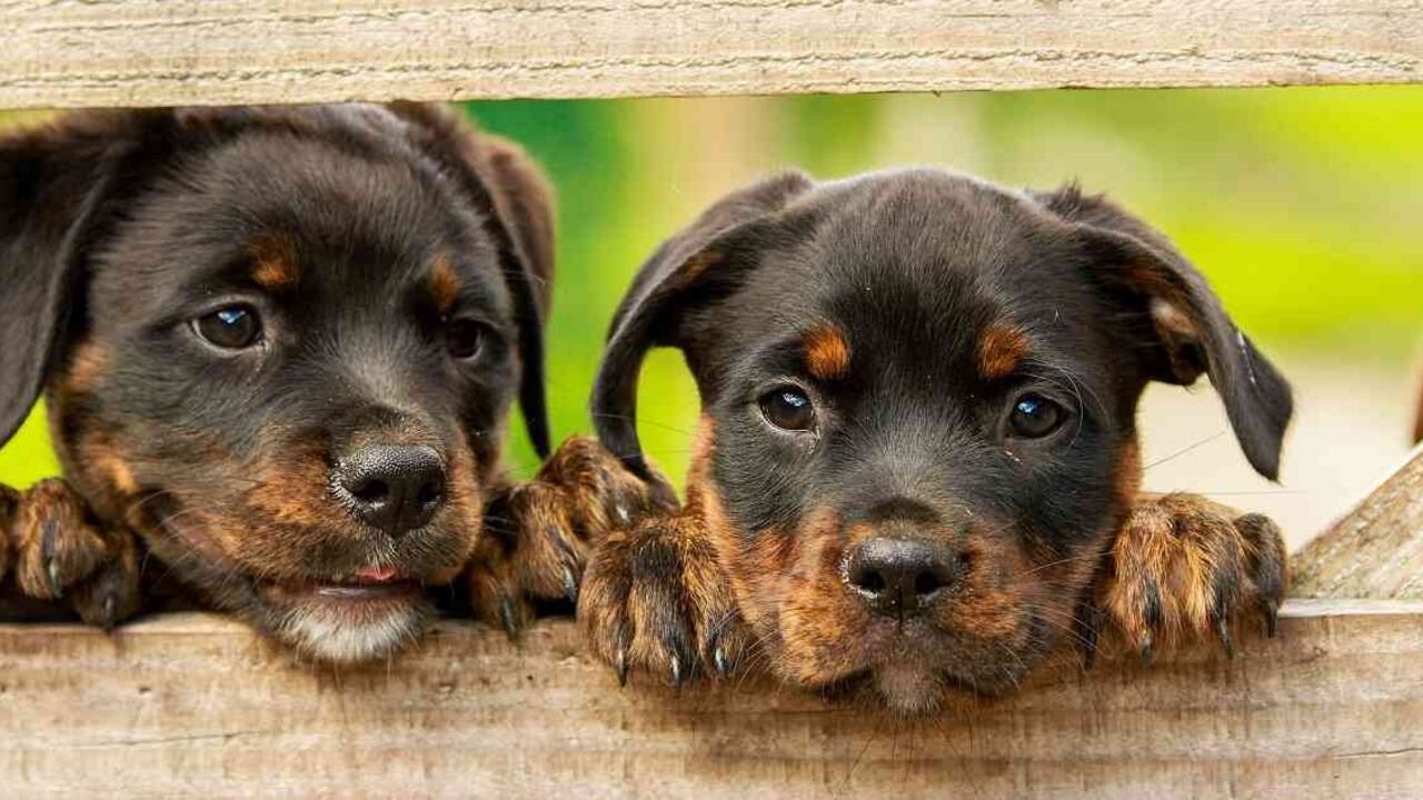 Proyecto busca reglamentar la tenencia de animales con el fin de garantizar su bienestar. Foto: Pixabay