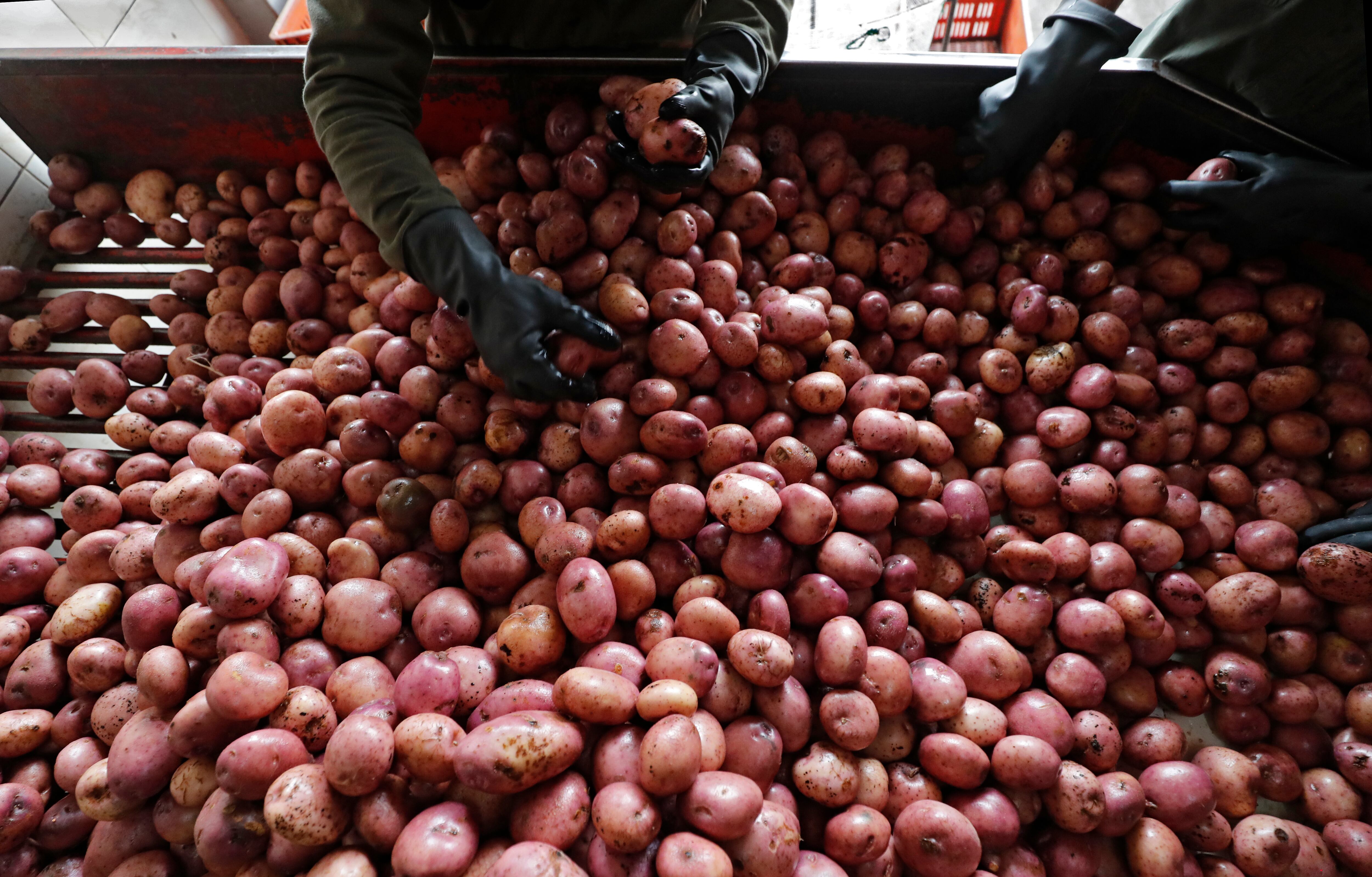 Central de Abastos de Bogotá CORABASTOS
venta de papa
canasta familiar alimentos
Marzo 30 del 2021
Foto Guillermo Torres Reina / Semana
