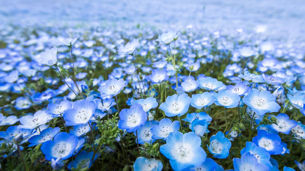 El azul también está vinculado a las emociones, transmitiendo un mensaje sereno y calmante.