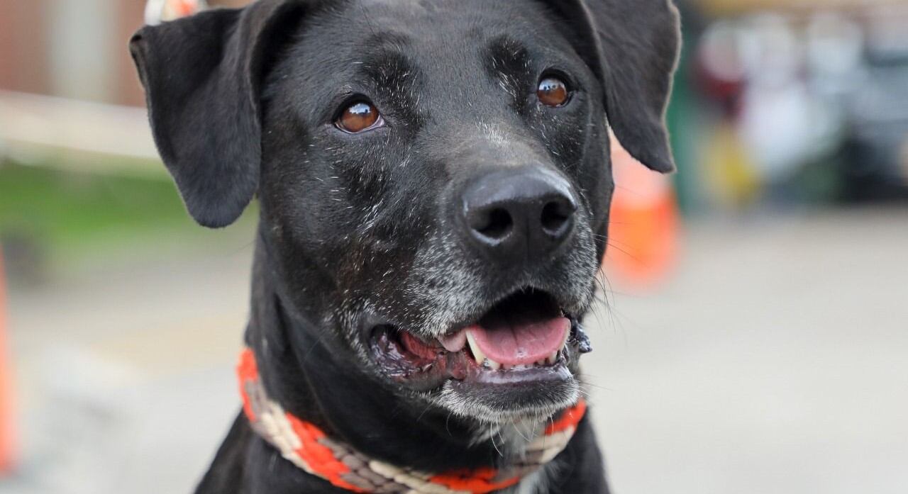Jornada de adopción de mascotas en Bogotá