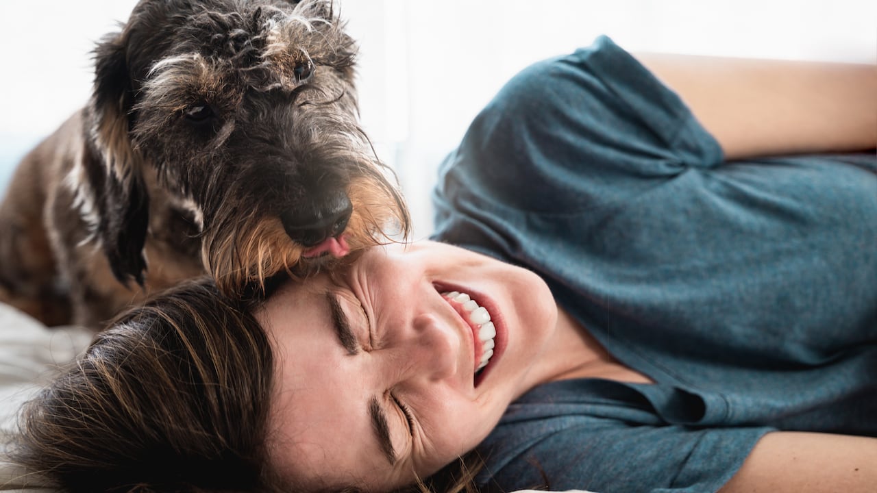 Mujer feliz jugando con su perro dentro de casa durante el aislamiento de encierro - Mascota lamiendo la cara del dueño - Enfoque en la cara