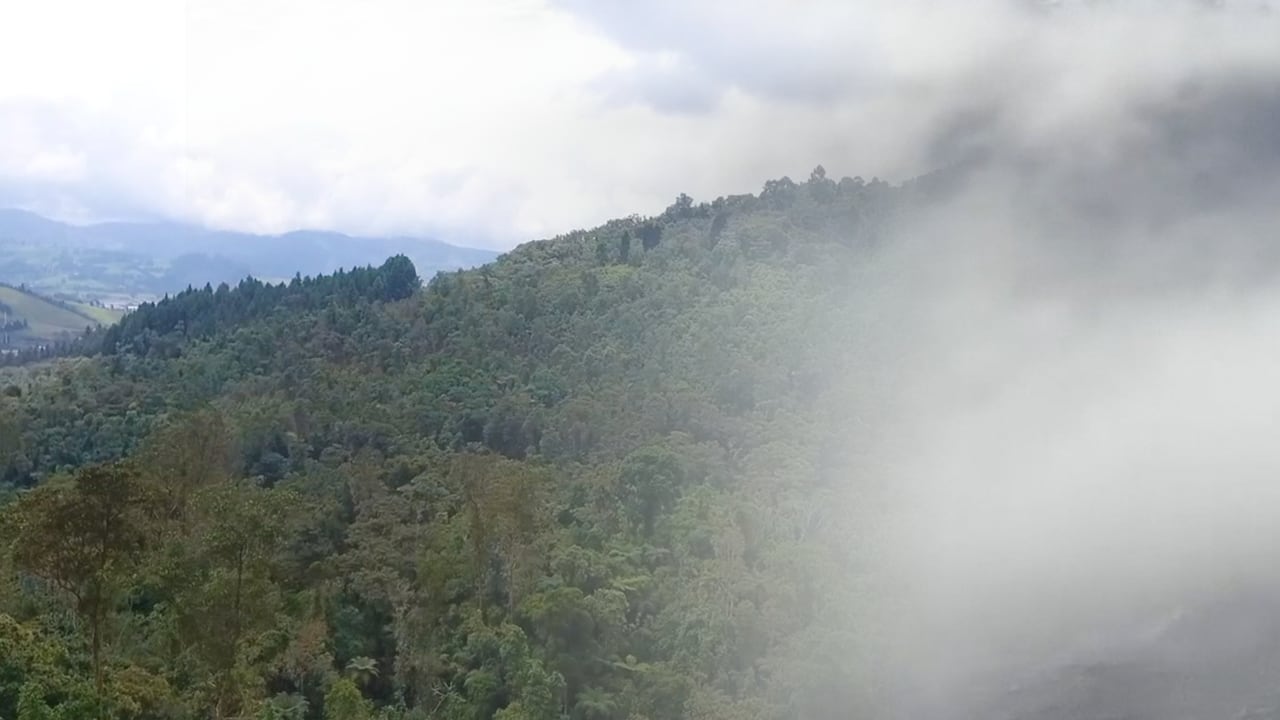 ILC BOSQUE DE NIEBLA