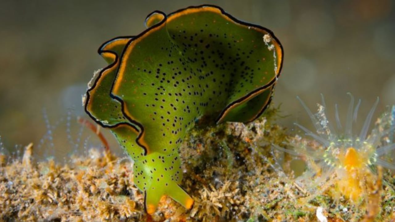 Las sacoglossa, como esta Elysia ornata, secuestran los cloroplastos de las algas para procesar energía de la luz solar.