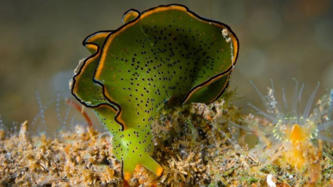 Las sacoglossa, como esta Elysia ornata, secuestran los cloroplastos de las algas para procesar energía de la luz solar.