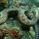 Los pulpos son animales esencialmente nocturnos y solitarios.