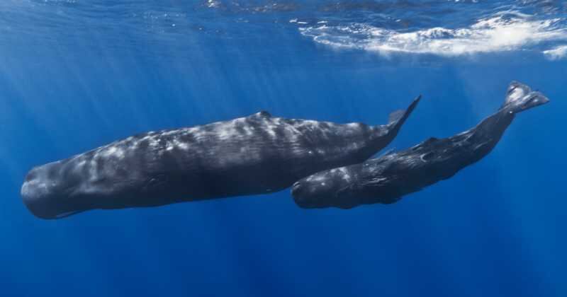 Cachalote y su cría.