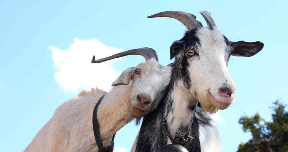 El aval fue otorgado para exportar tripas y mucosas porcinas, bovinas, ovinas y caprinas, con fines industriales y de opoterapia.