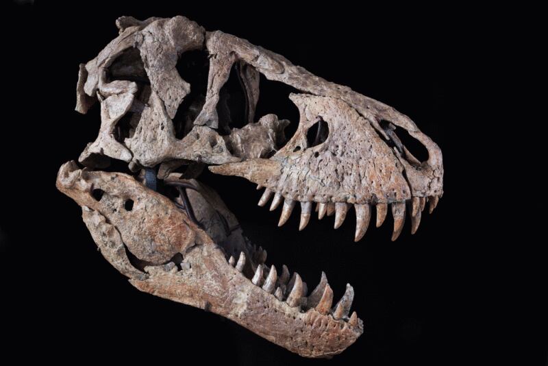 T.Rex Sothebys