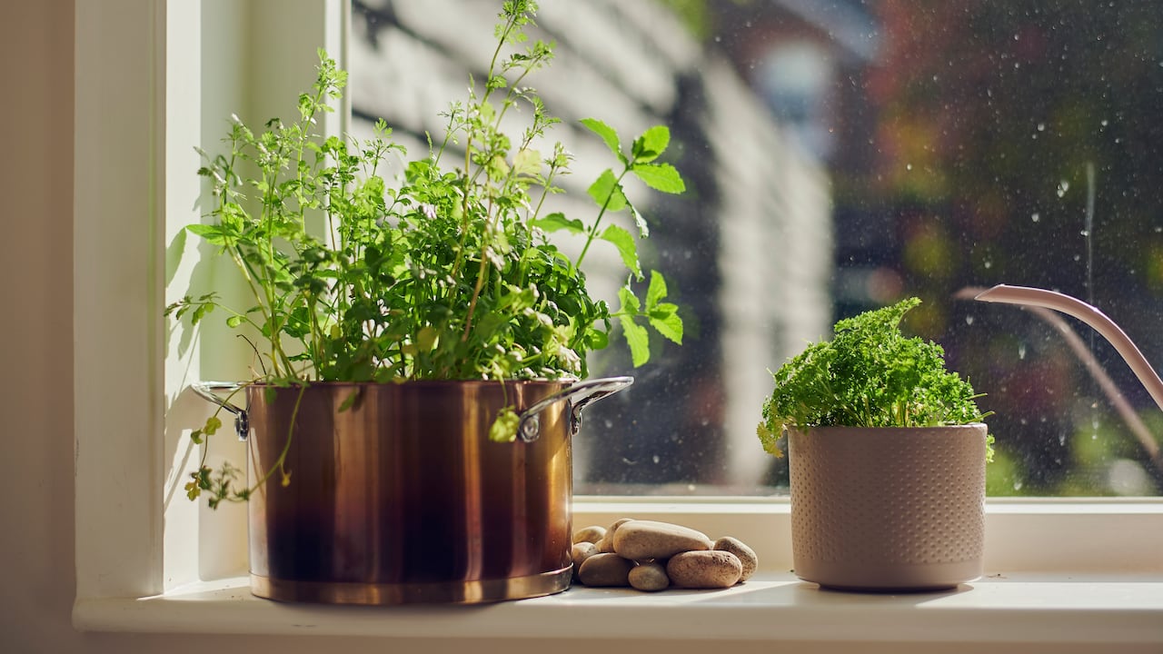 El cilantro se destaca por sus propiedades antiinflamatorias, diuréticas y adelgazantes. Getty Images.