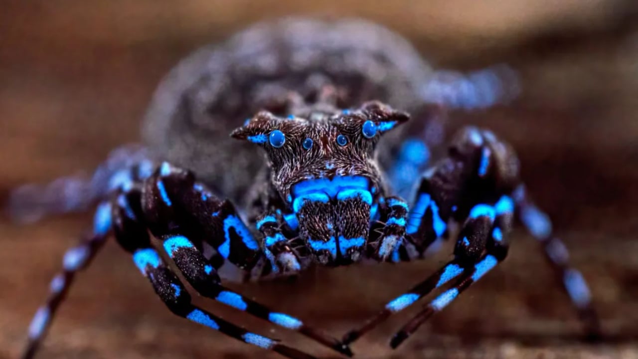 Descubren una araña azul brillante y decenas de nuevas especies.