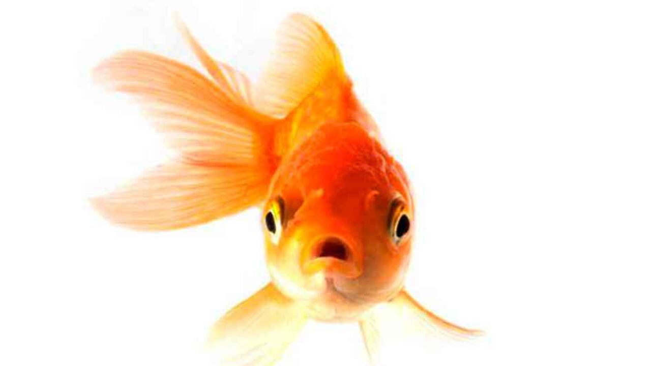 Los niveles de alcohol presentes en los peces eran más elevados que los permitidos para conducir en algunos países de Europa.