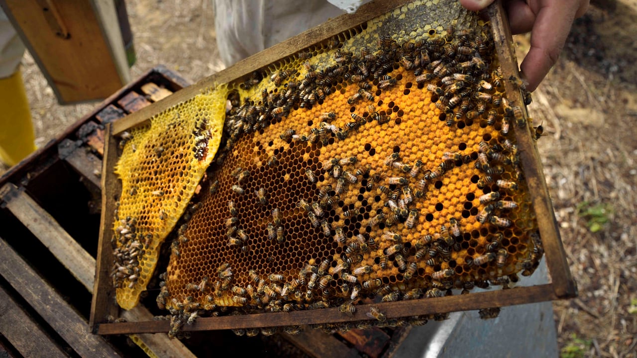 En el mundo hay alrededor de 20.000 especies de abejas, de las cuales 5.000 se encuentran en la región neotropical, cerca de 450 especies en Colombia.