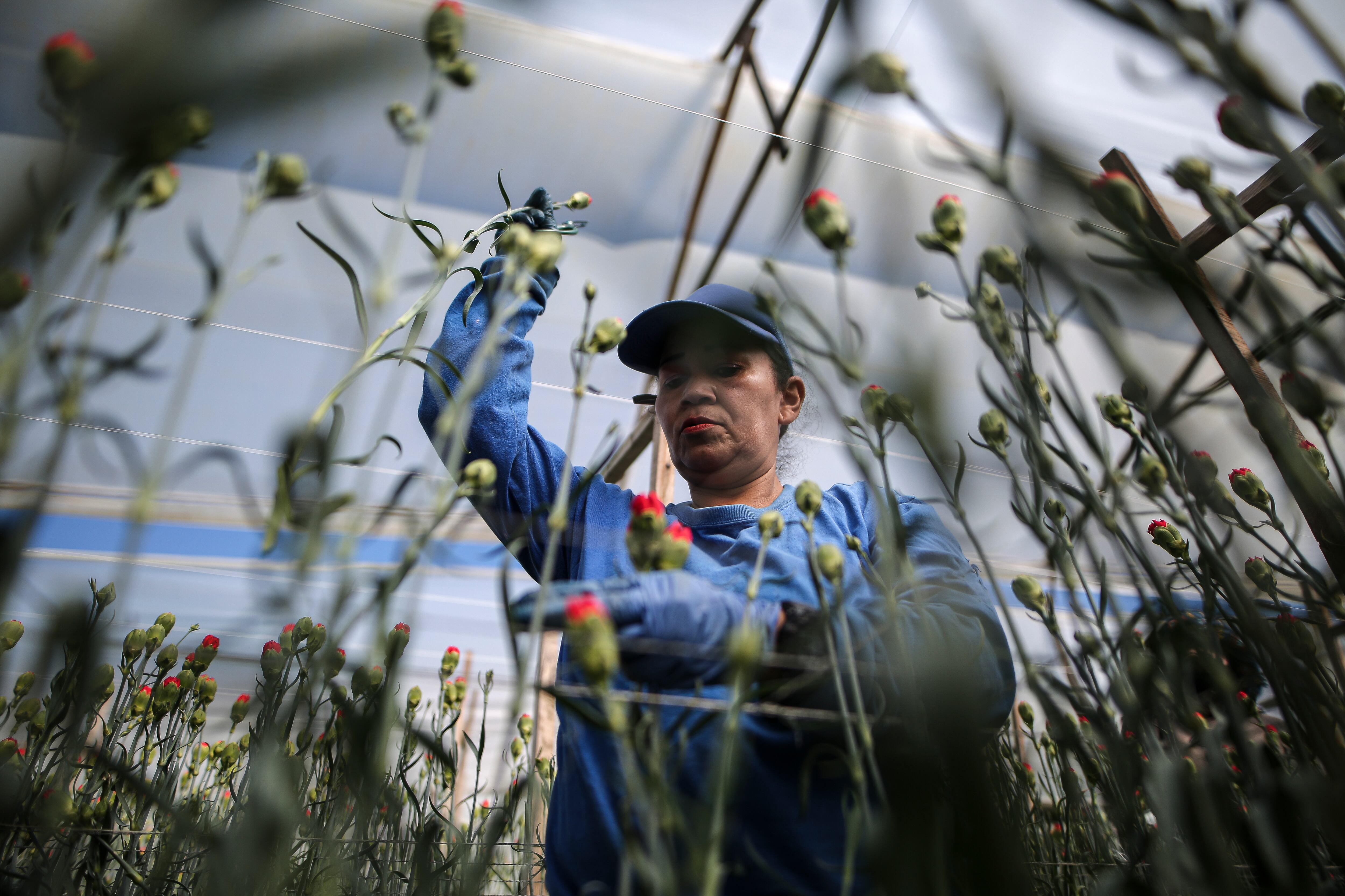 Flores, el regalo tradicional en el día de la madre