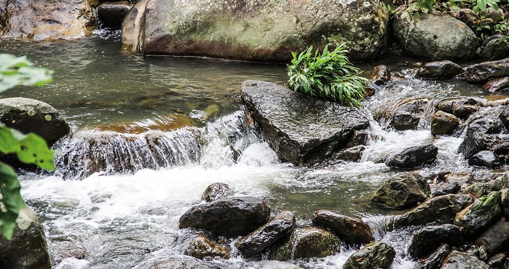 Frenar la pérdida de biodiversidad es clave, pues cada especie ya sea de flora o fauna juega un papel protagónico en los servicios ecosistémicos. 