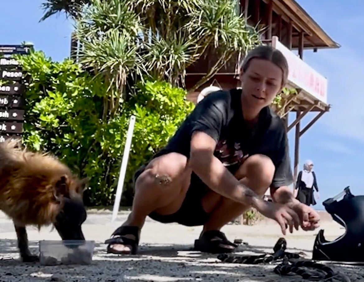 Perro rescatado. Foto: Captura de pantalla Twitter  @dodo